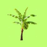 Banana Tree Natural
