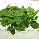 Bilva Leaf (Dry Leaf)