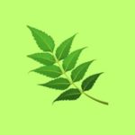 Neem Leaf Per Stem